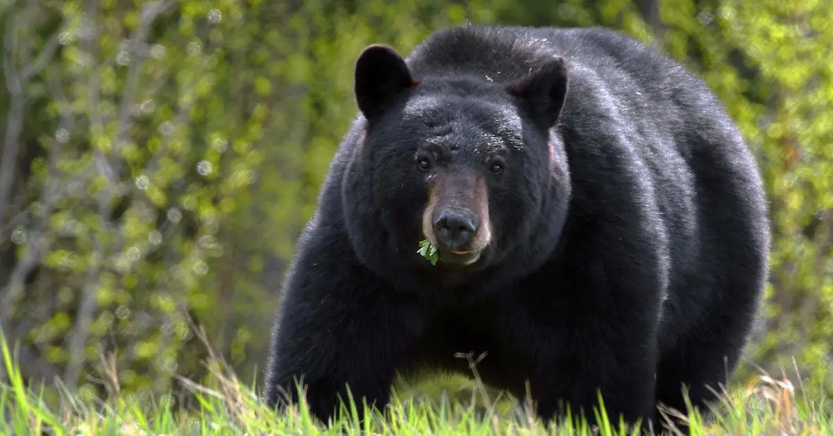 Woman Attacked By Black Bear 